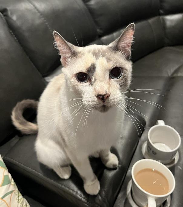 Melody, a Adoptable mixed breed in Gresham, OR image 2/5