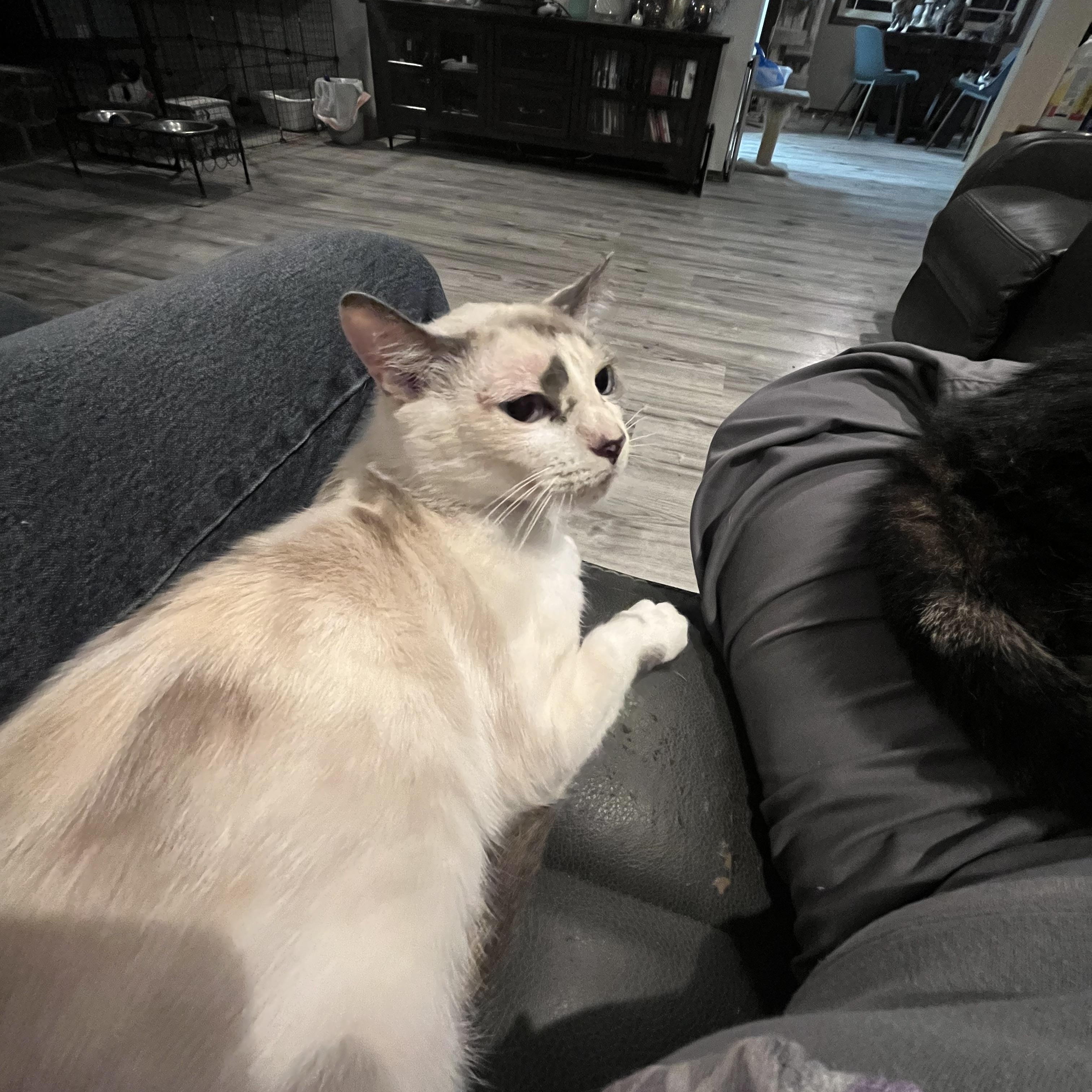 Melody, a Adoptable mixed breed in Gresham, OR image 4/5