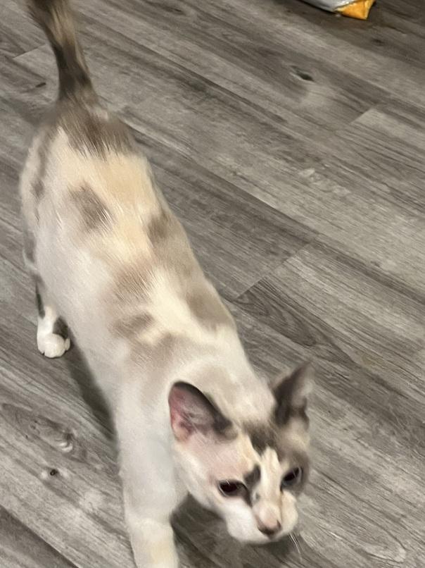 Melody, a Adoptable mixed breed in Gresham, OR image 3/5