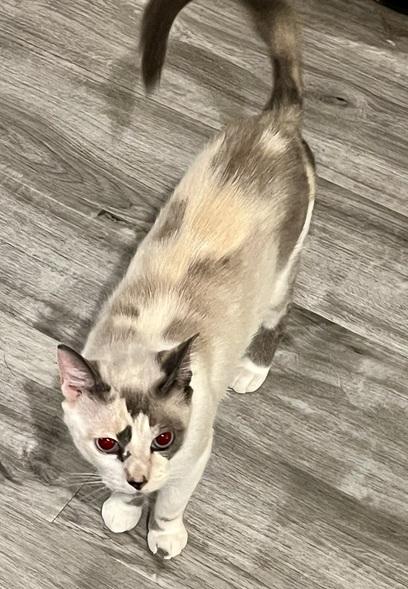 Melody, Adoptable, Adult Female Siamese & Domestic Short Hair.