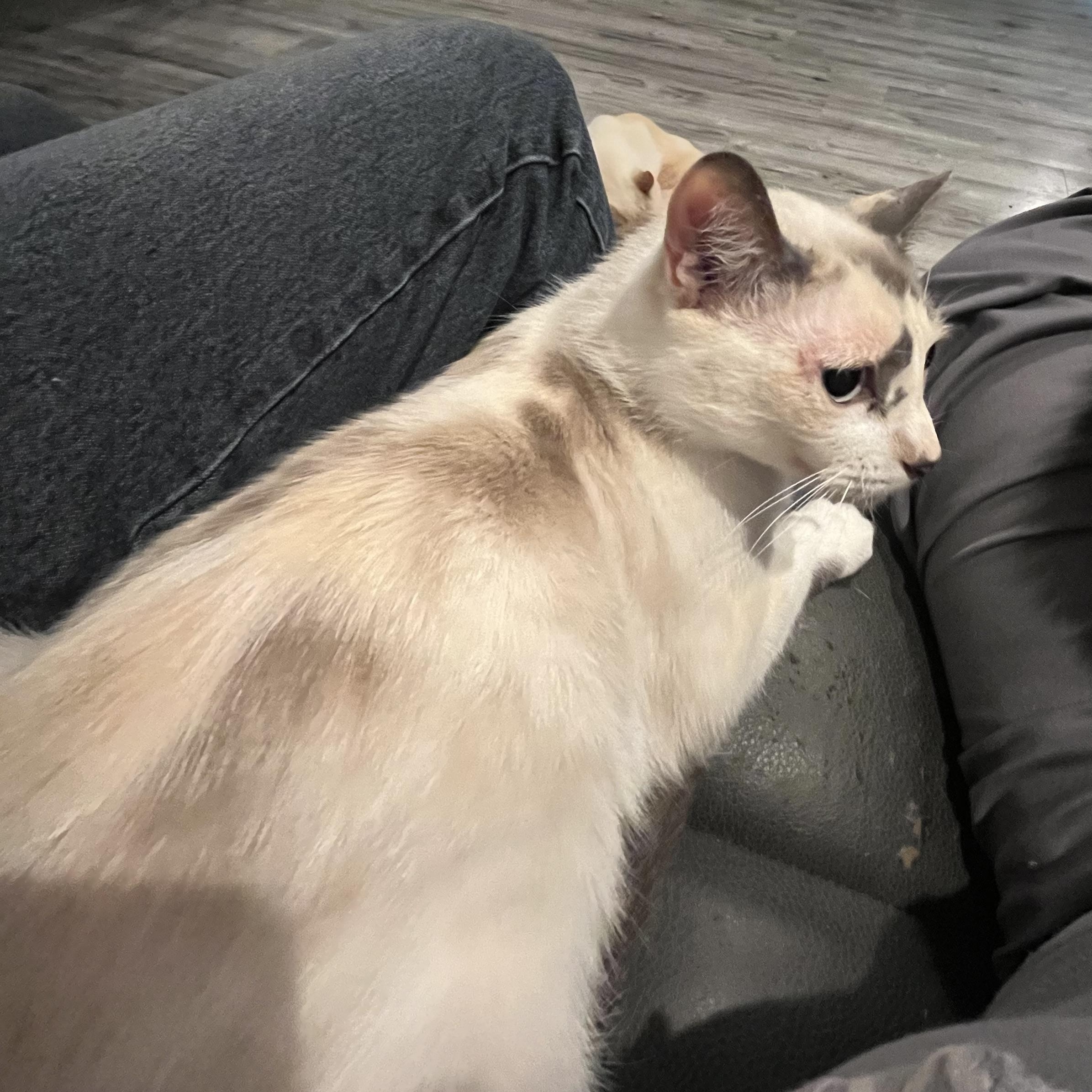 Melody, a Adoptable mixed breed in Gresham, OR image 5/5