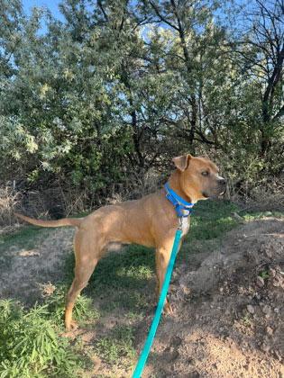 Brownie **Courtesy Post. Out of town pet. See below for details**