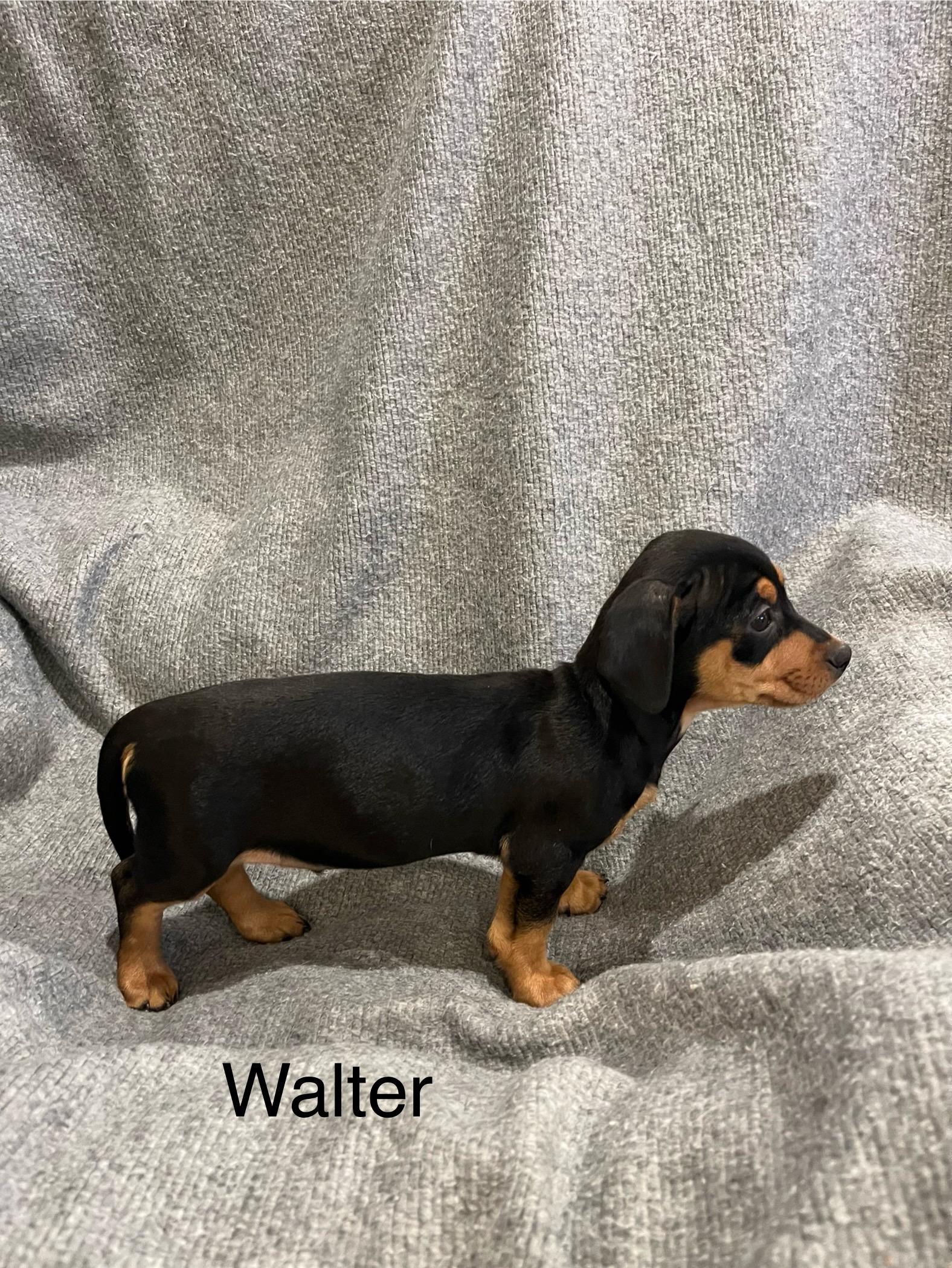 Enlarge Walker, a Adopted mixed breed in Coatesville, PA image 4/4