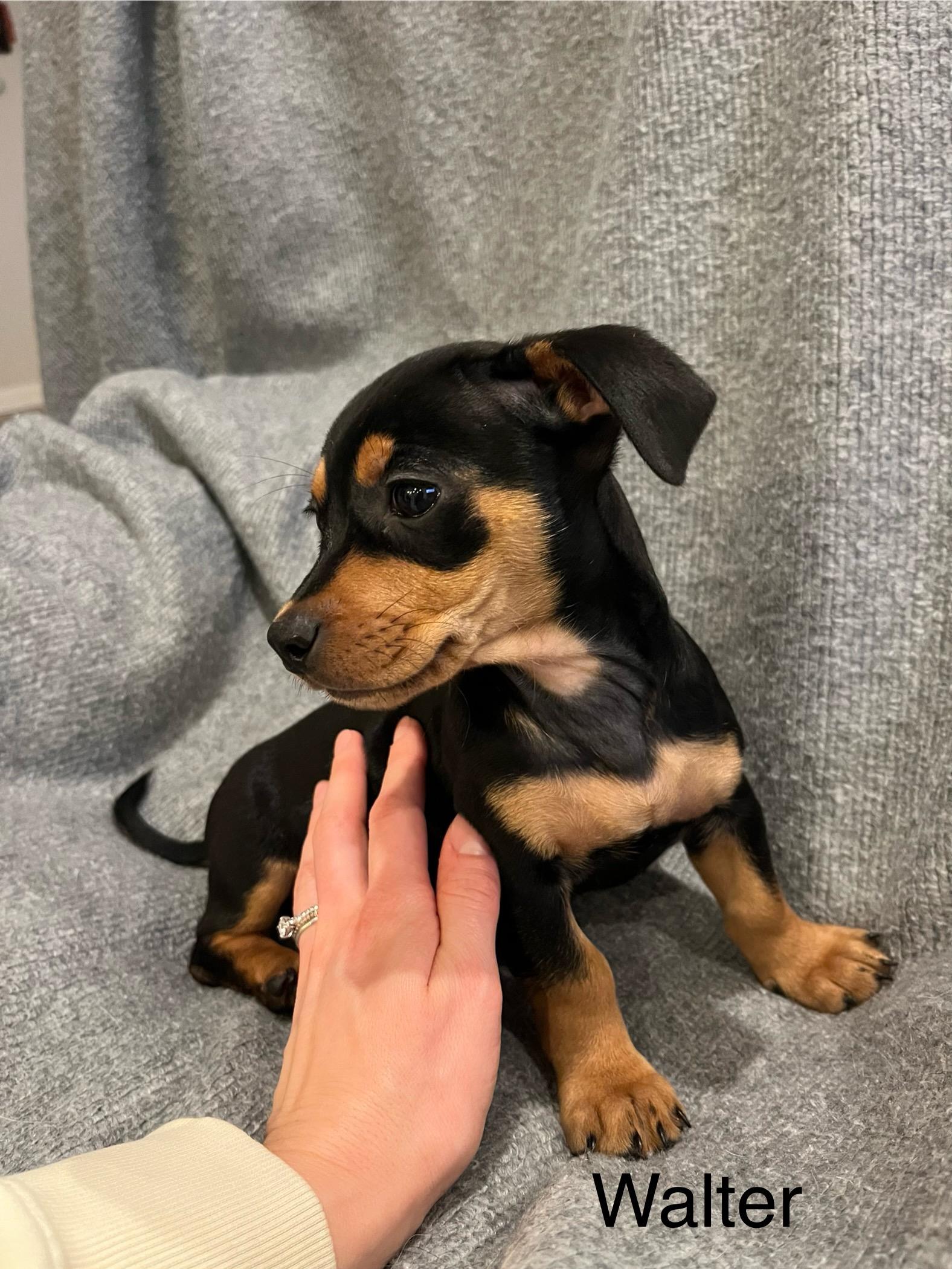 Enlarge Walker, a Adopted mixed breed in Coatesville, PA image 3/4