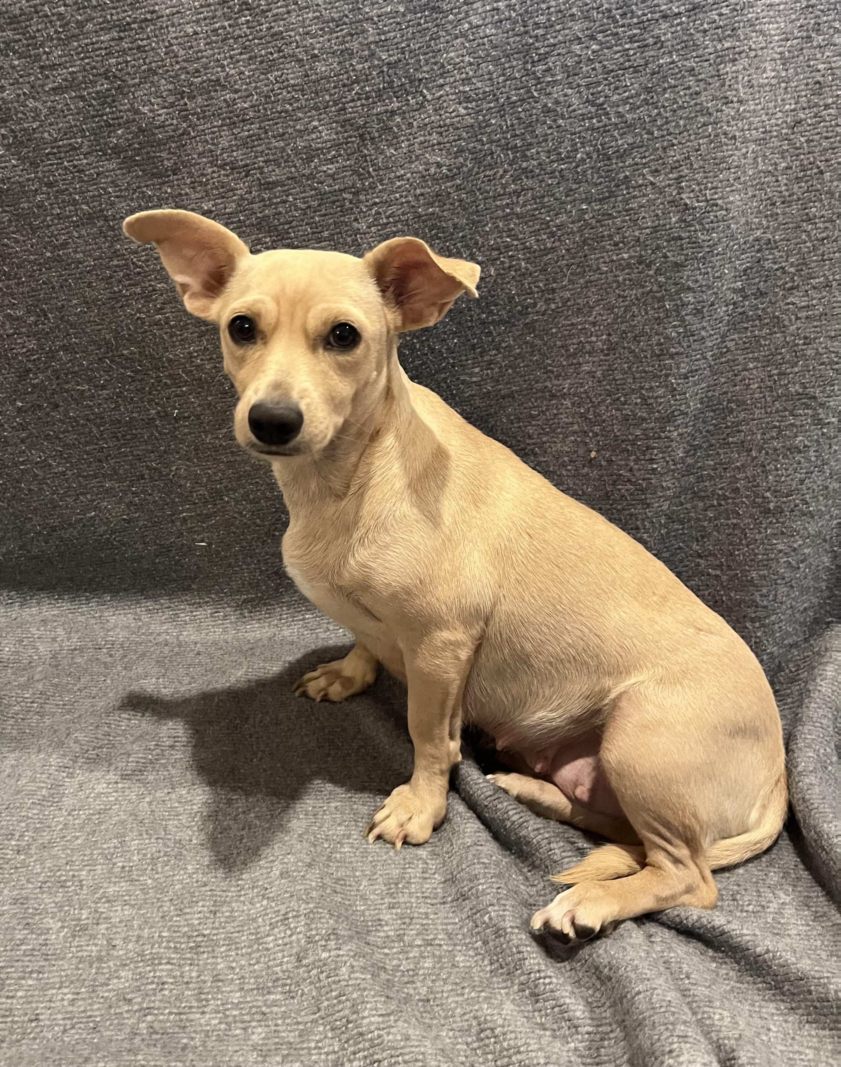 Enlarge Walker, a Adopted mixed breed in Coatesville, PA image 1/4