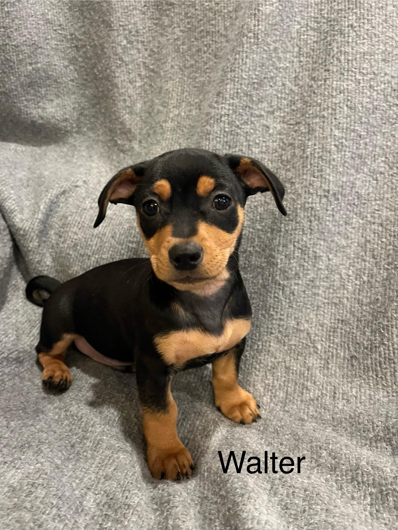 Enlarge Walker, a Adopted mixed breed in Coatesville, PA image 2/4