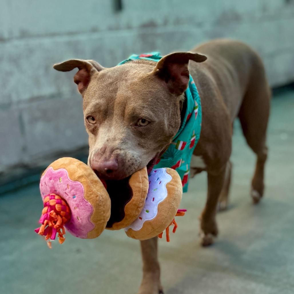 Sandy, a Adoptable Mixed Breed in San Francisco, CA image 1/6