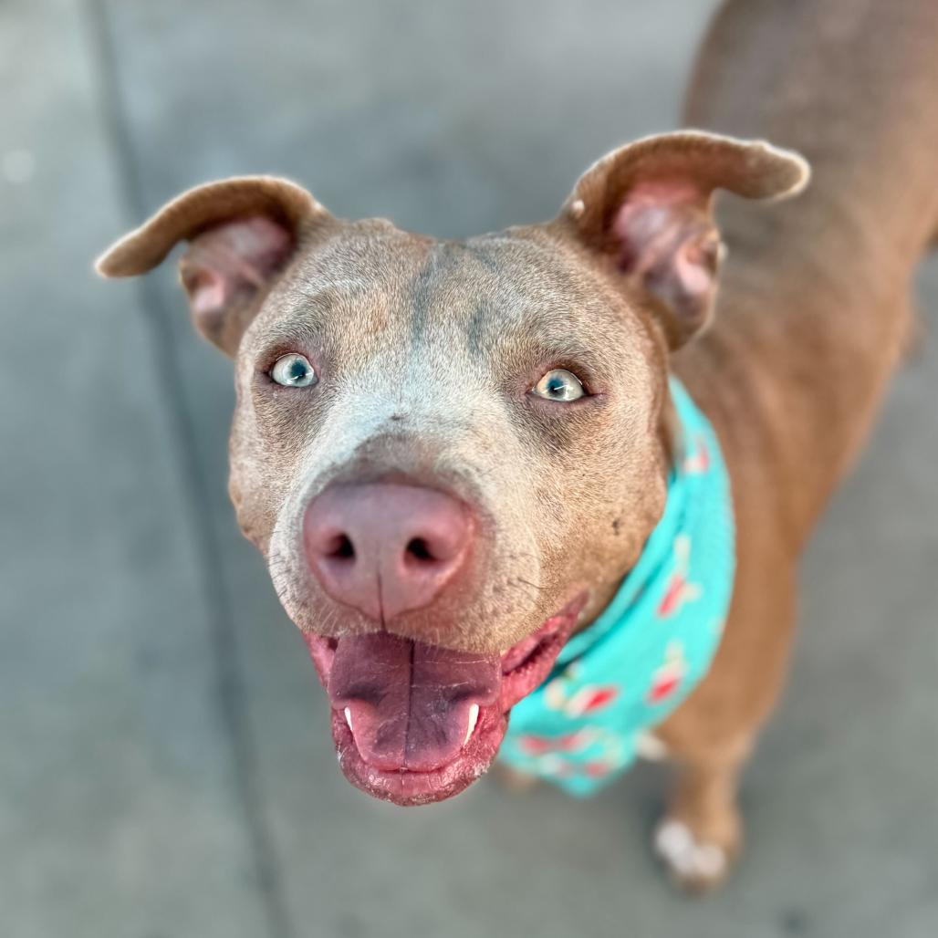 Sandy, a Adoptable Mixed Breed in San Francisco, CA image 3/6