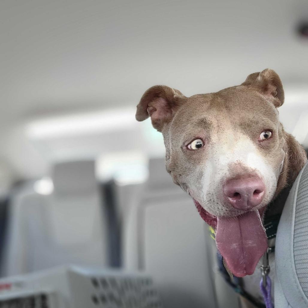 Sandy, a Adoptable Mixed Breed in San Francisco, CA image 4/6