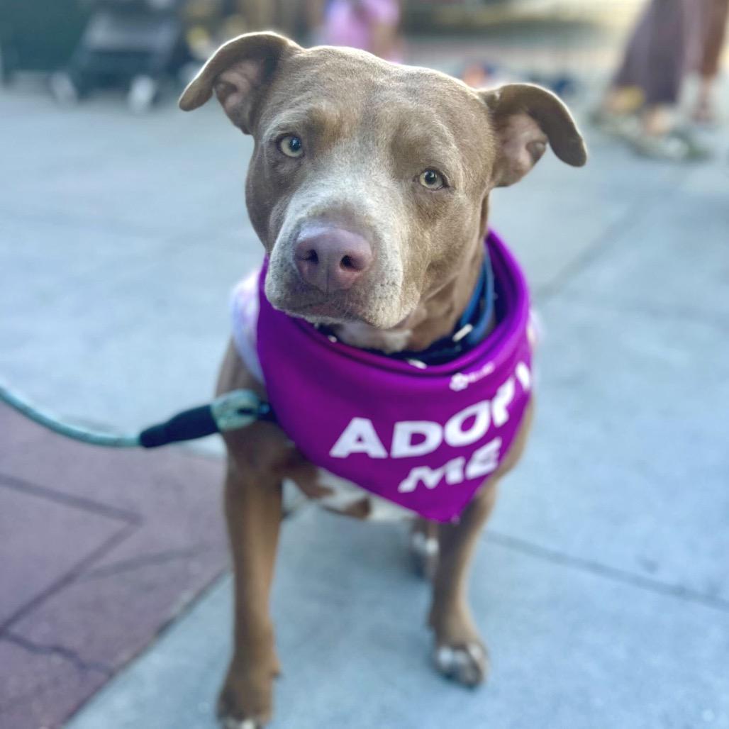 Sandy, a Adoptable Mixed Breed in San Francisco, CA image 5/6