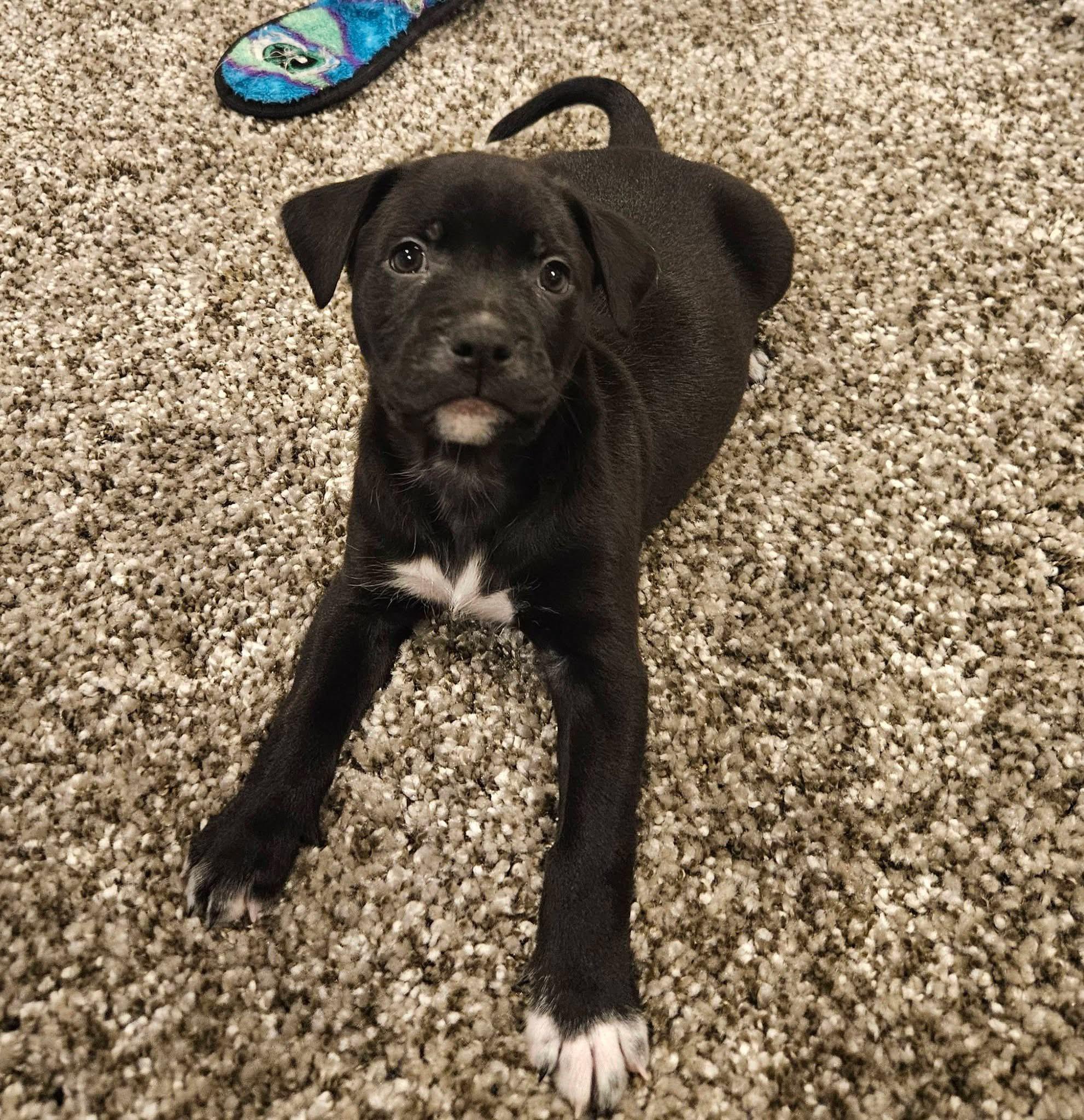 Enlarge Darwin, a Adoptable mixed breed in Berlin, NJ image 1/3