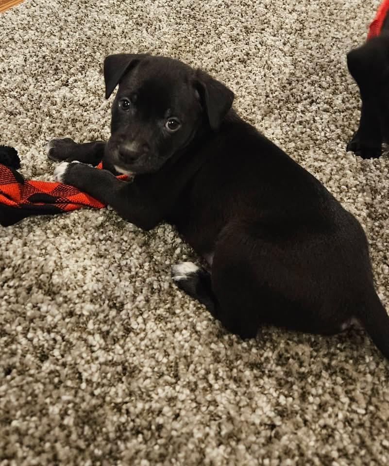 Enlarge Darwin, a Adoptable mixed breed in Berlin, NJ image 2/3