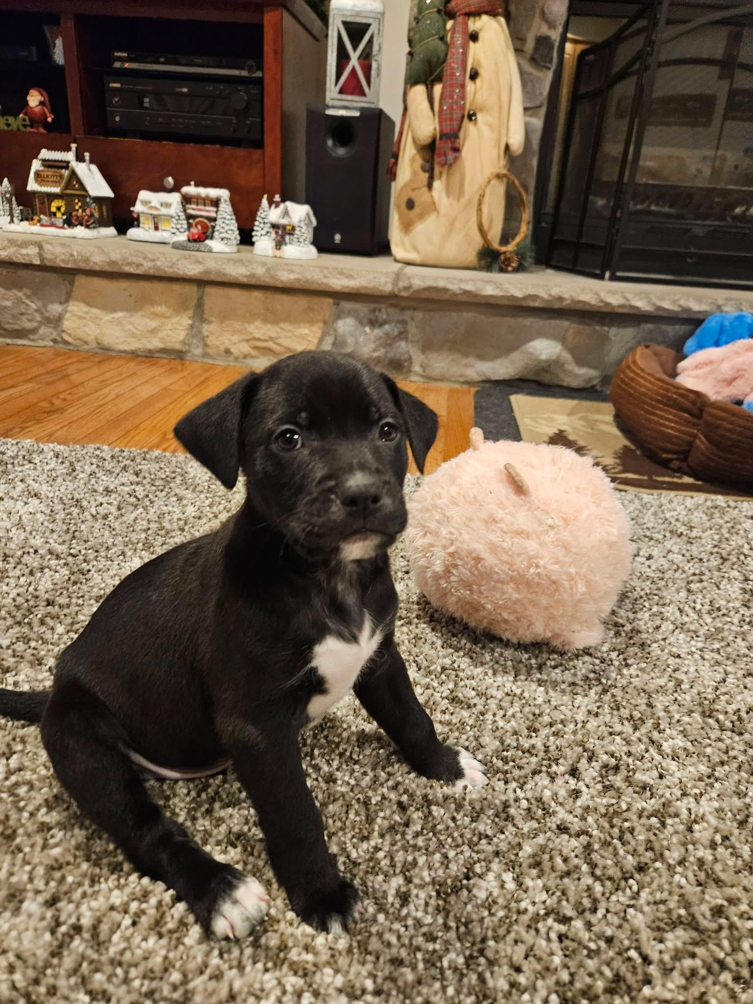 Enlarge Darwin, a Adoptable mixed breed in Berlin, NJ image 3/3