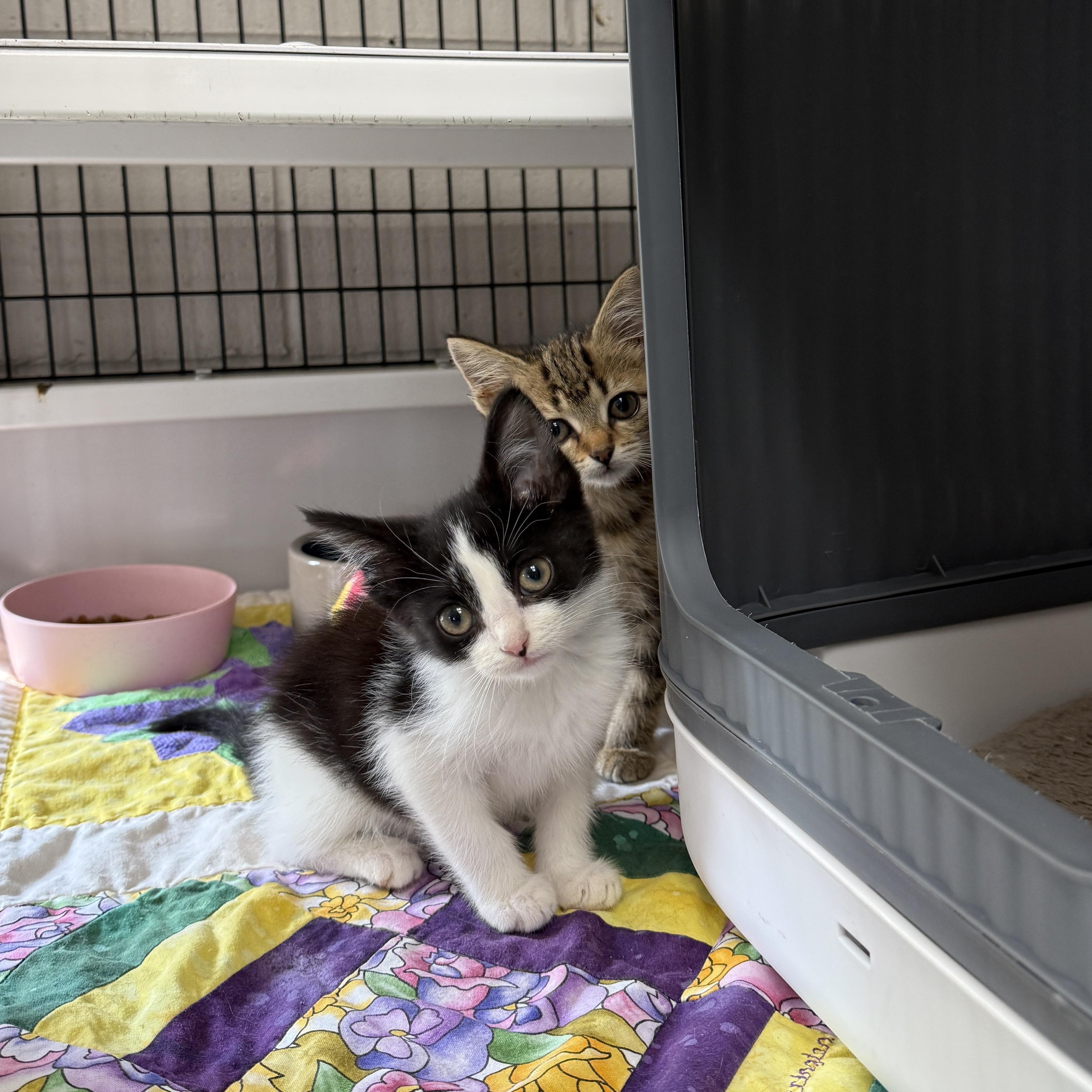 Enlarge Oregano, a Adoptable Domestic Short Hair in Oconto, WI image 2/4
