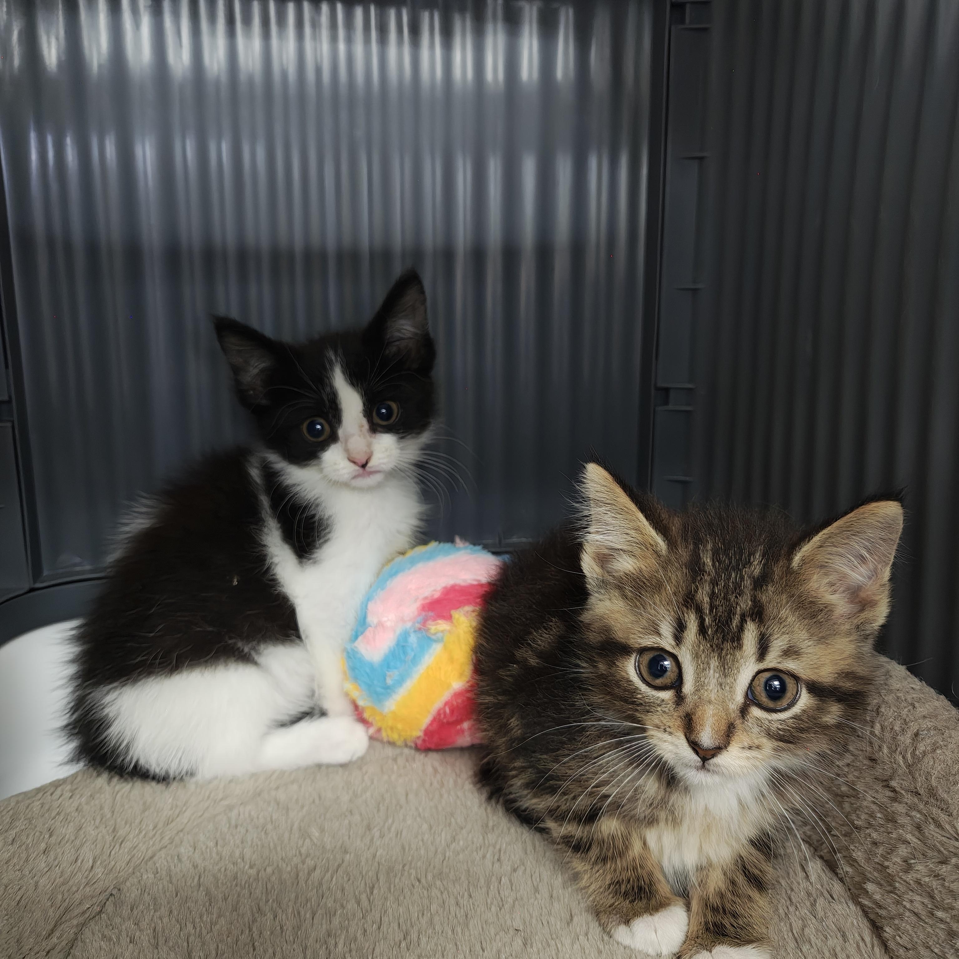 Enlarge Oregano, a Adoptable Domestic Short Hair in Oconto, WI image 4/4