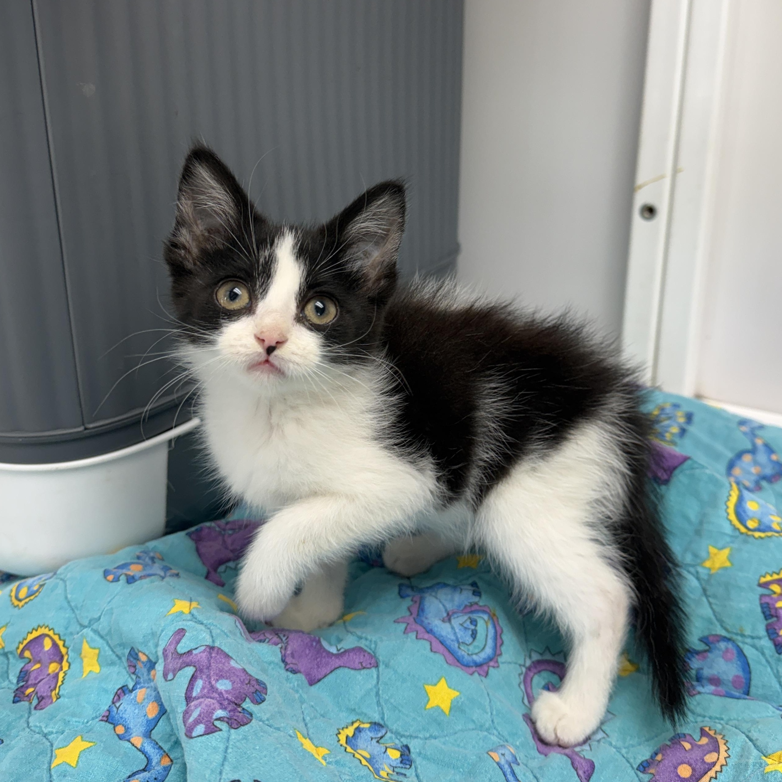 Oregano, Adoptable, Kitten Female Domestic Short Hair.