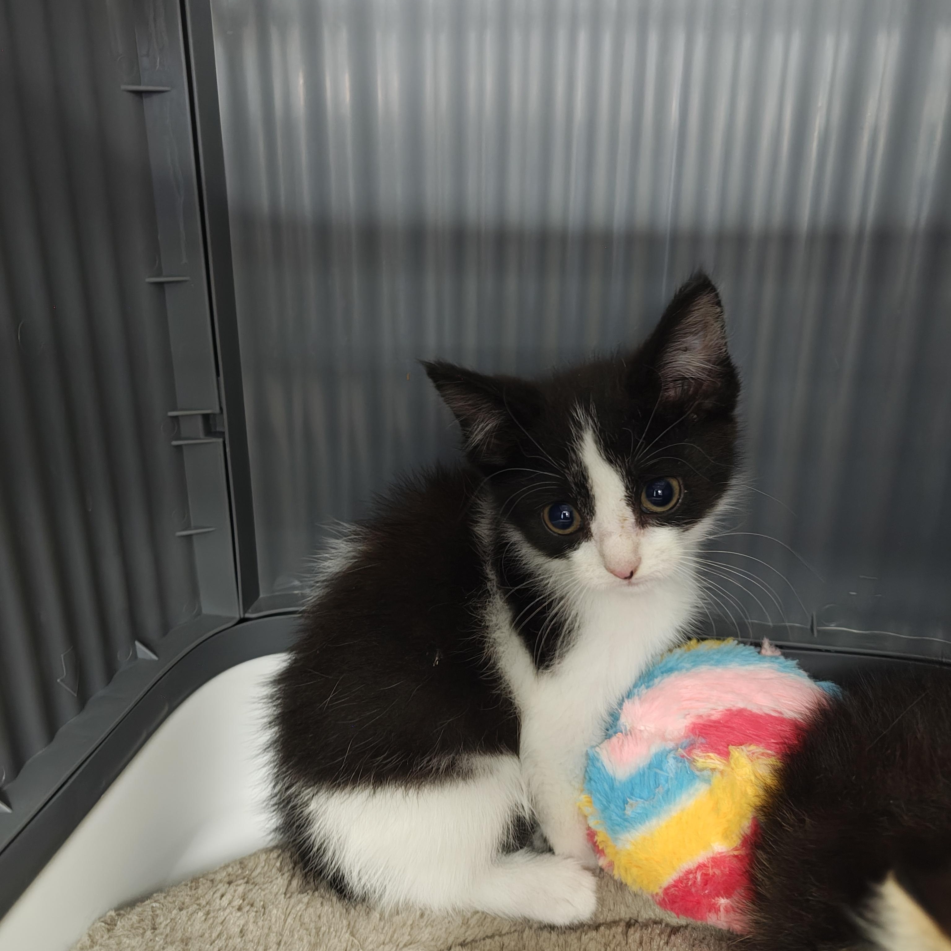 Enlarge Oregano, a Adoptable Domestic Short Hair in Oconto, WI image 3/4