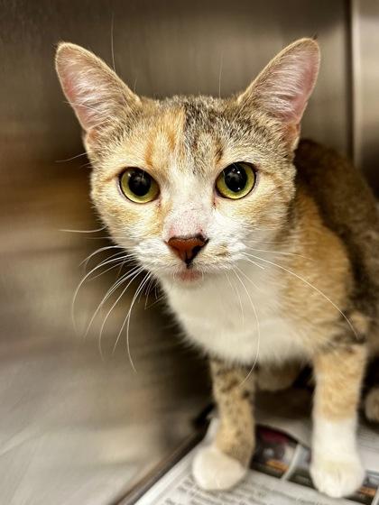 Sabrina, Adoptable, Adult Female Domestic Short Hair.