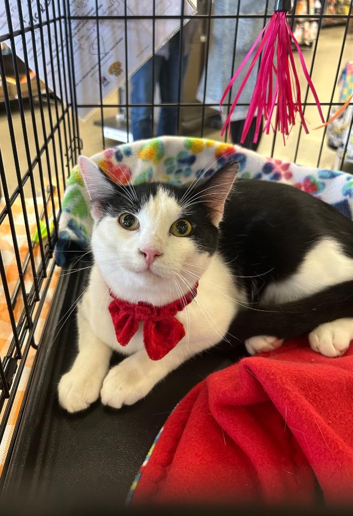 Cricket, Adoptable, Young Male Domestic Short Hair.