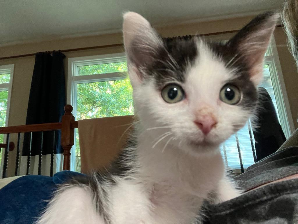 Cricket, Adoptable, Young Male Domestic Short Hair.