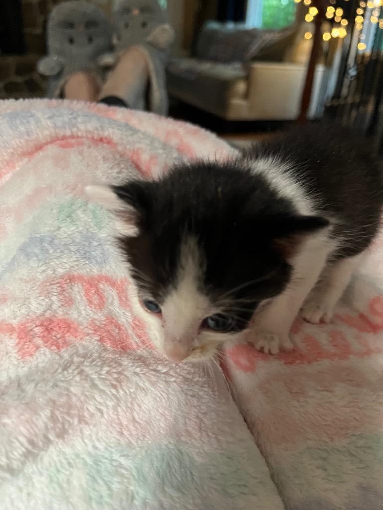 Cricket, Adoptable, Young Male Domestic Short Hair.