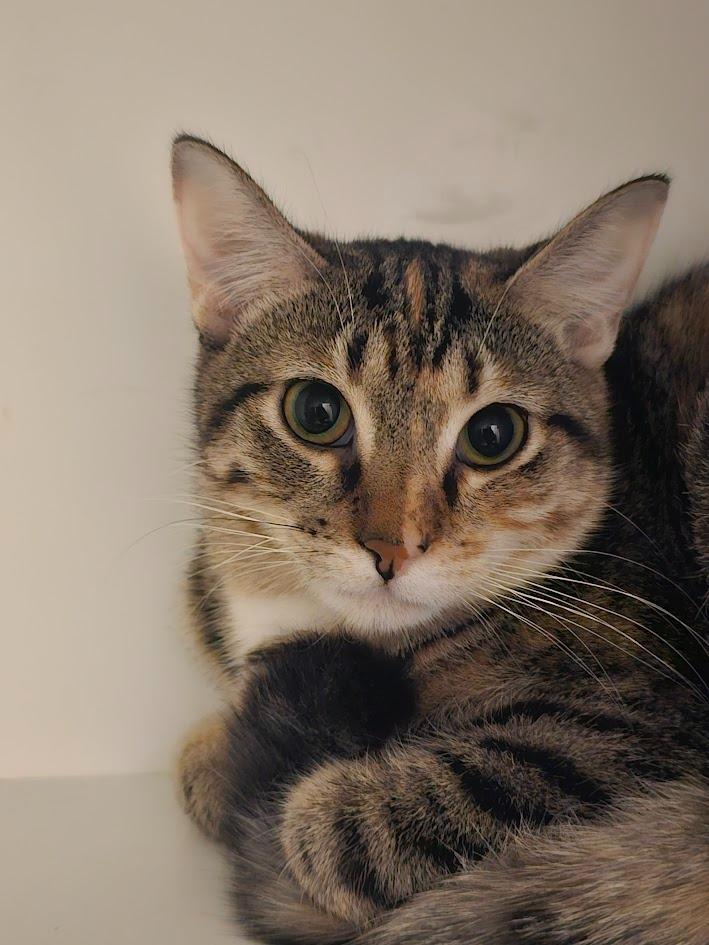 Enlarge Mouse, a Adoptable mixed breed in St. Cloud, MN image 1/1