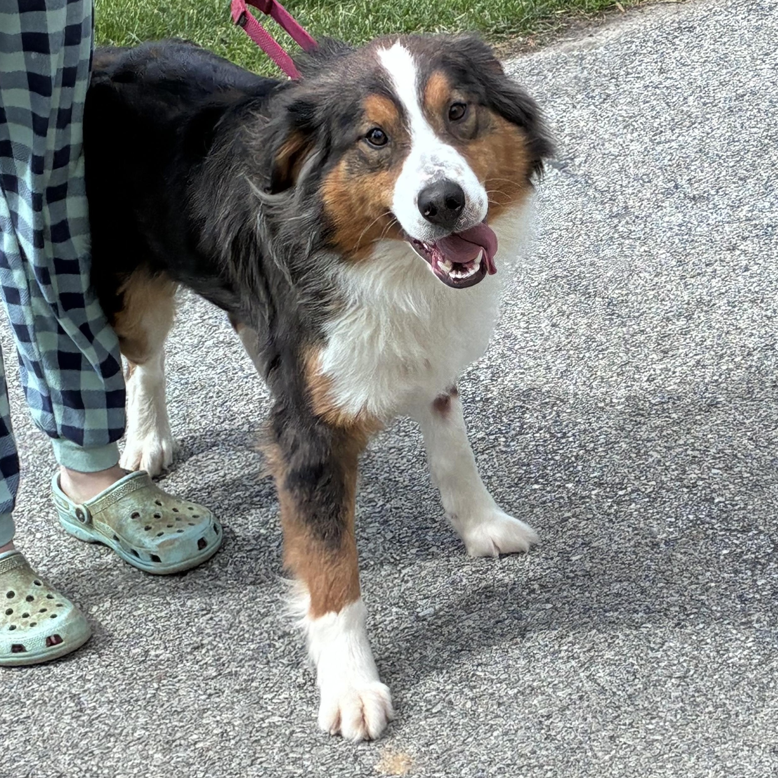 Shadow, adopted, Young Male Australian Shepherd.