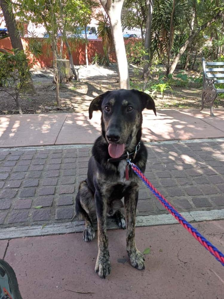 Enlarge Smokey, a Adoptable mixed breed in Ajijic Centro, JAL image 1/4