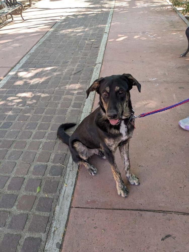 Enlarge Smokey, a Adoptable mixed breed in Ajijic Centro, JAL image 2/4