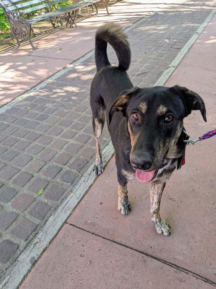 Enlarge Smokey, a Adoptable mixed breed in Ajijic Centro, JAL image 3/4