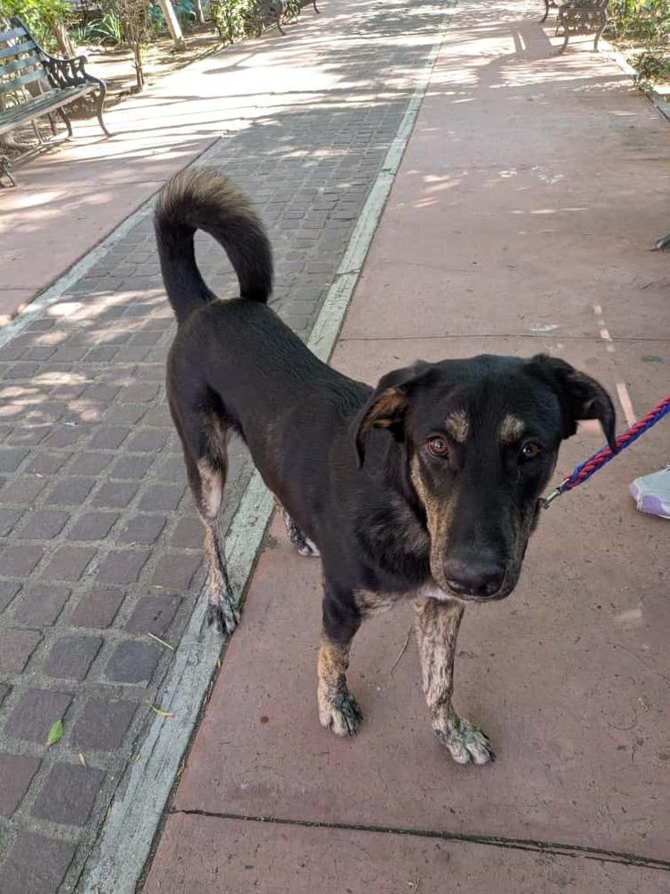 Enlarge Smokey, a Adoptable mixed breed in Ajijic Centro, JAL image 4/4