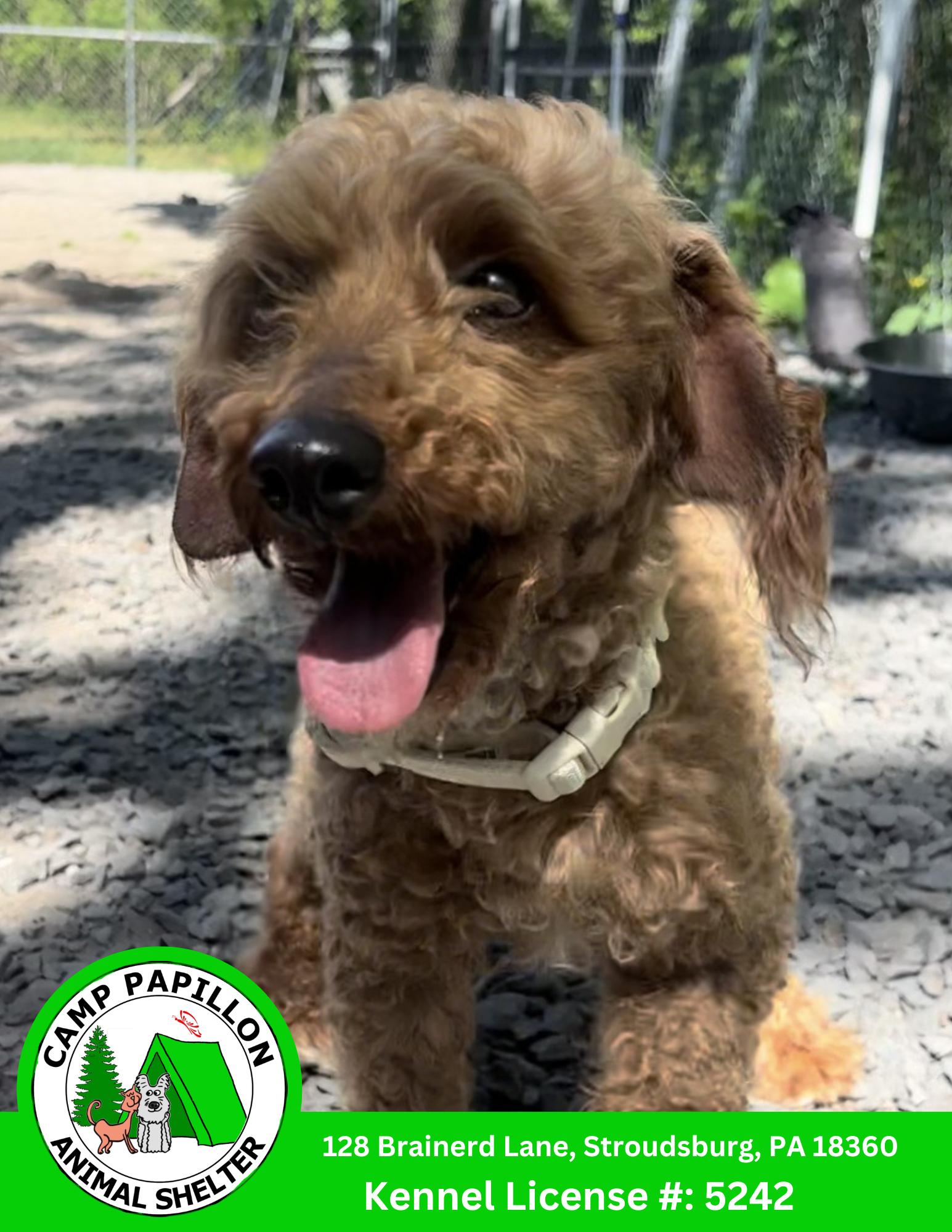 Enlarge Reba, a Adoptable Poodle in Stroudsburg, PA image 1/1