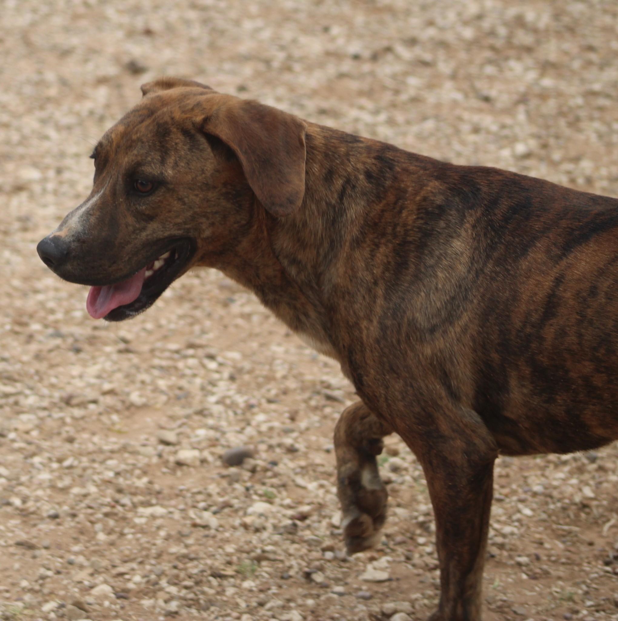Enlarge Buddy, a ADOPTABLE mixed breed in Post, TX image 4/6