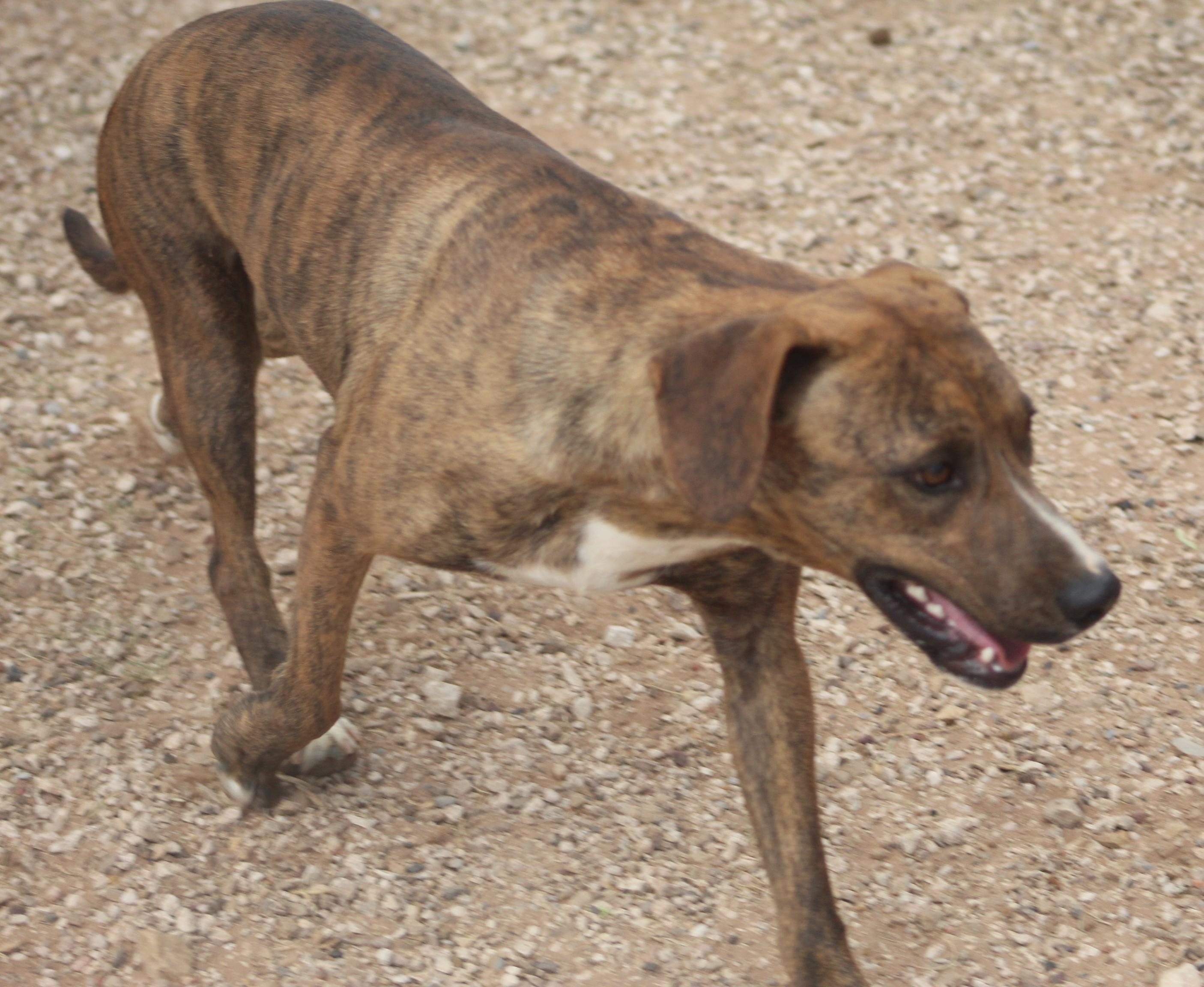 Enlarge Buddy, a ADOPTABLE mixed breed in Post, TX image 3/6