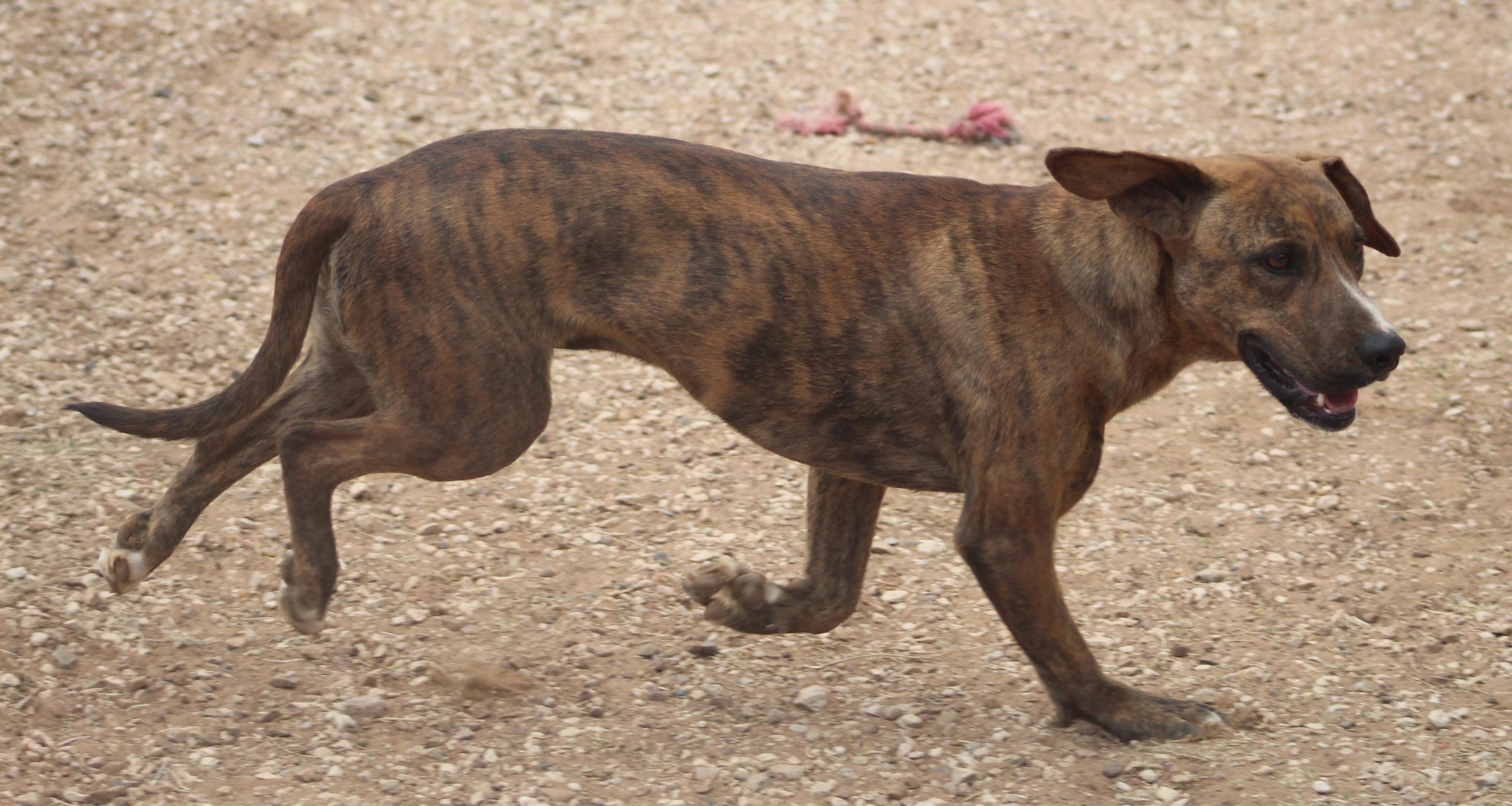 Enlarge Buddy, a ADOPTABLE mixed breed in Post, TX image 2/6