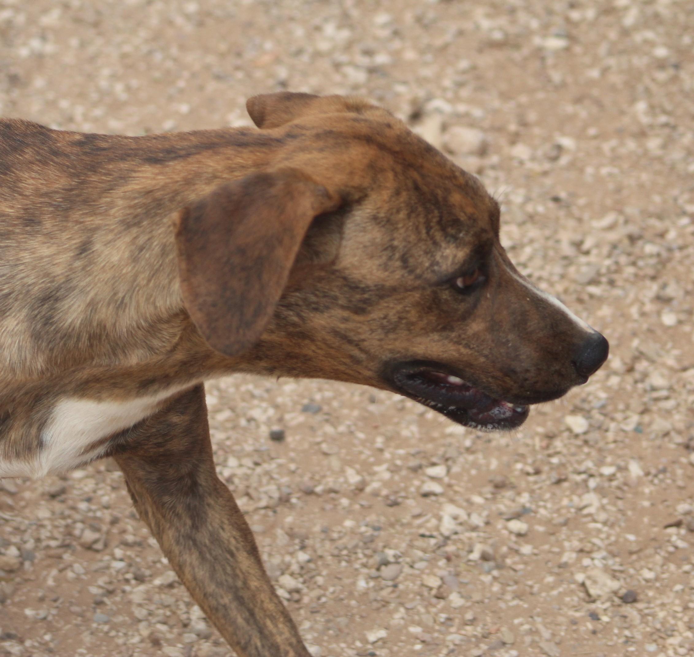 Enlarge Buddy, a ADOPTABLE mixed breed in Post, TX image 5/6