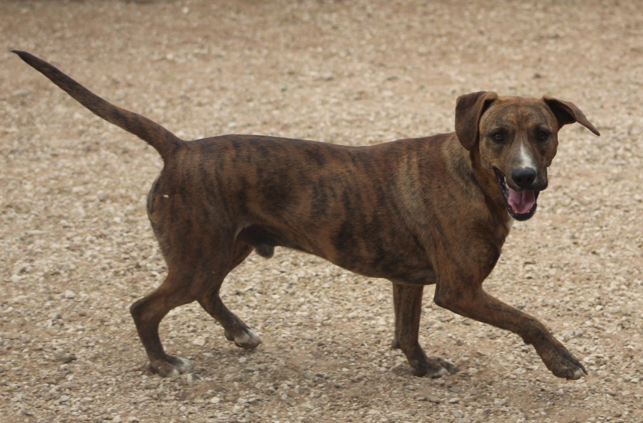 Enlarge Buddy, a ADOPTABLE mixed breed in Post, TX image 6/6