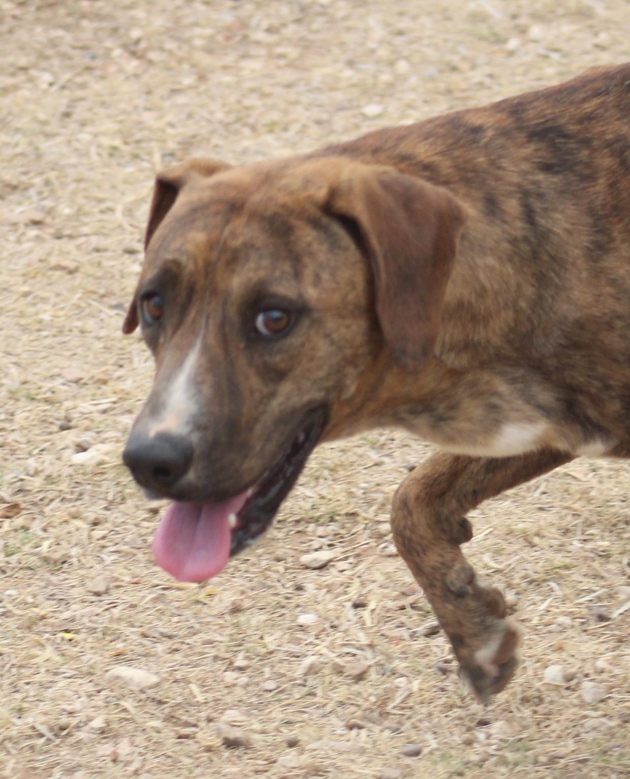 Buddy, ADOPTABLE, Young Male Pit Bull Terrier.