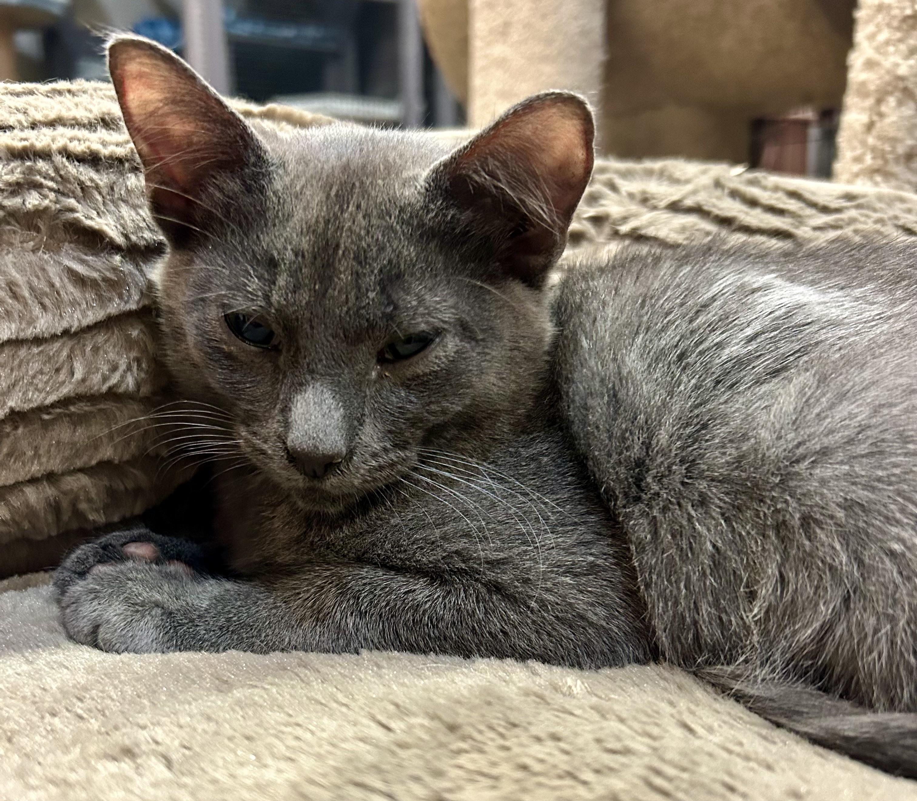 Enlarge Cash, a Adoptable Domestic Short Hair in Tillamook, OR image 4/5