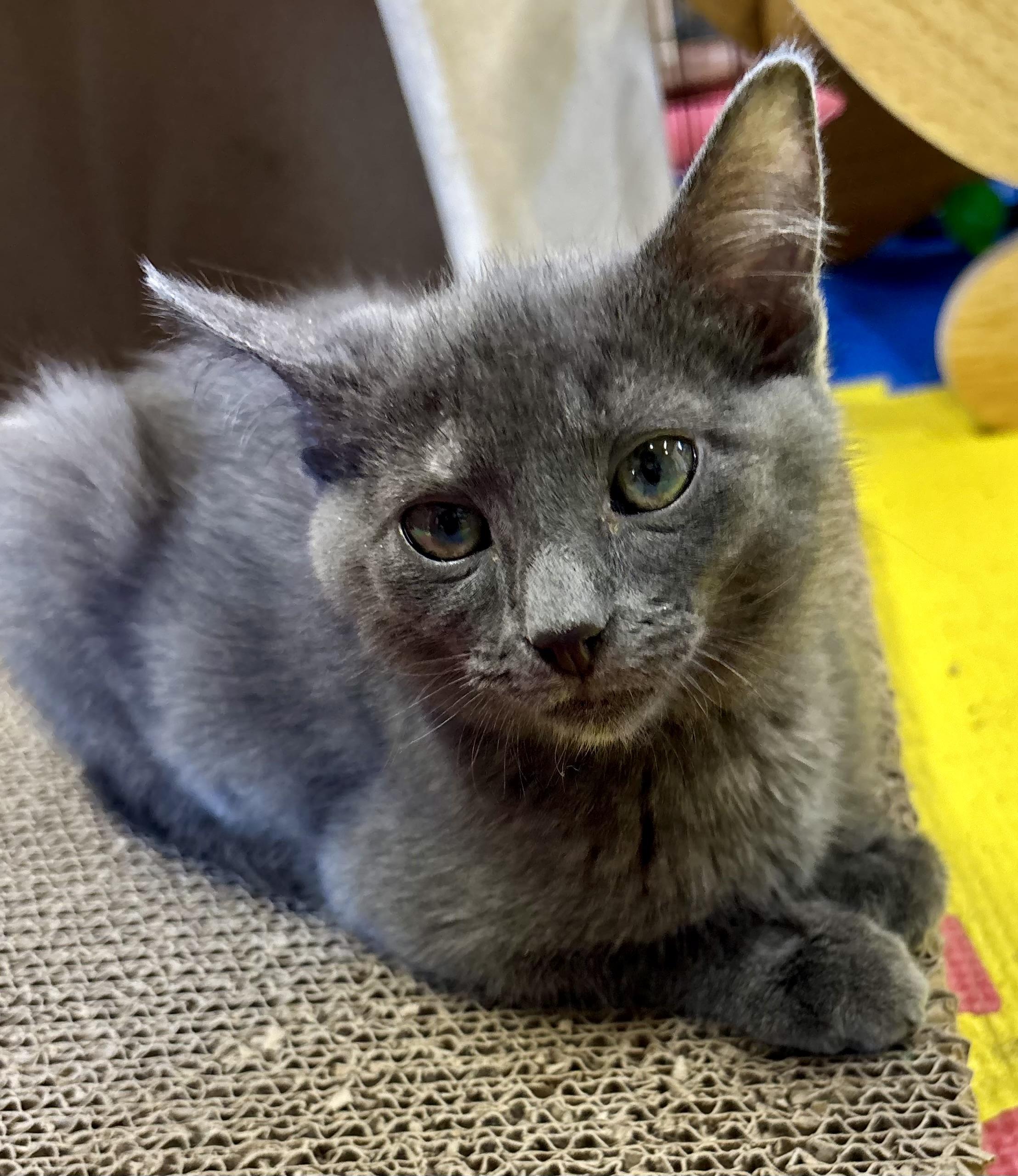 Enlarge Cash, a Adoptable Domestic Short Hair in Tillamook, OR image 3/5