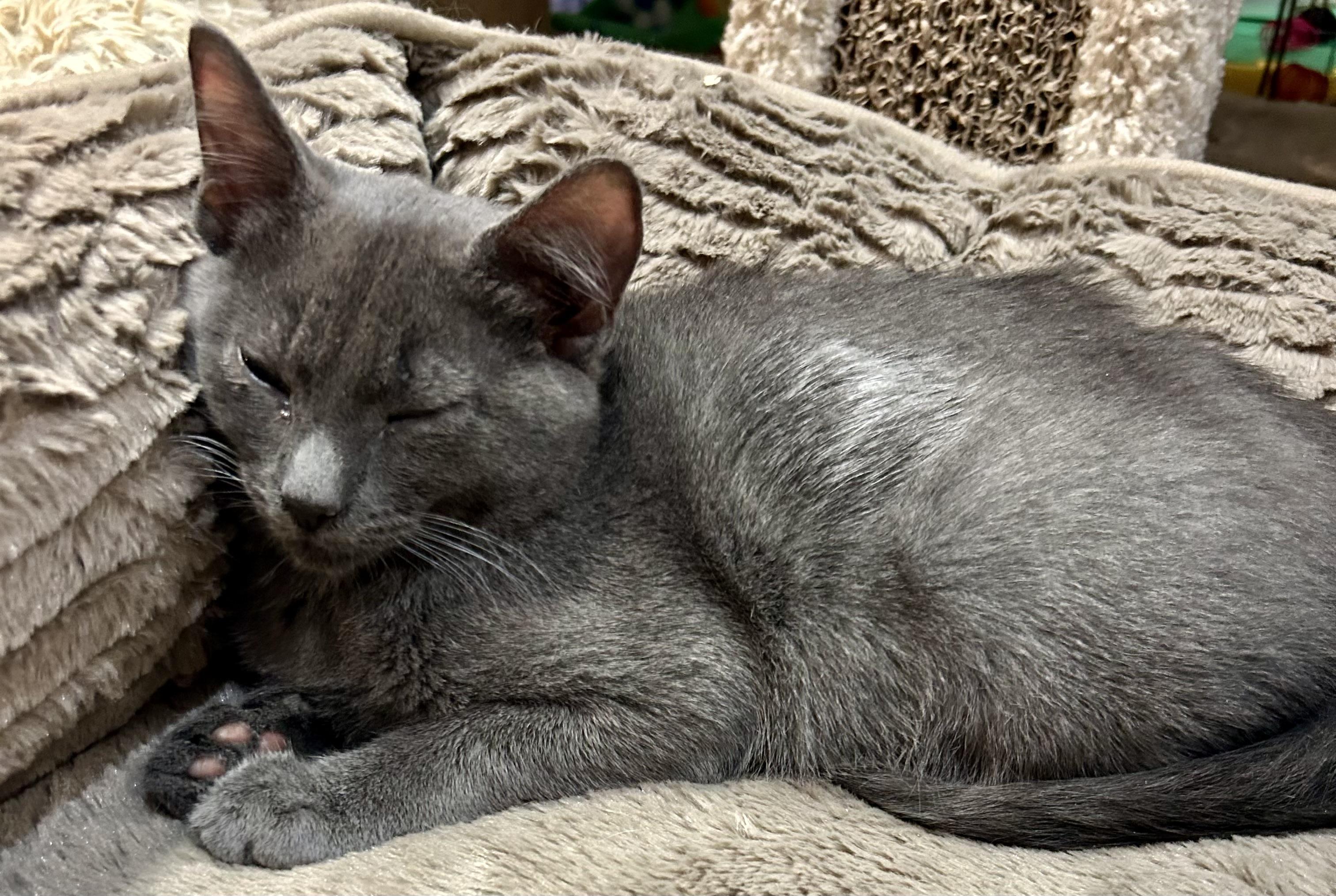 Enlarge Cash, a Adoptable Domestic Short Hair in Tillamook, OR image 2/5