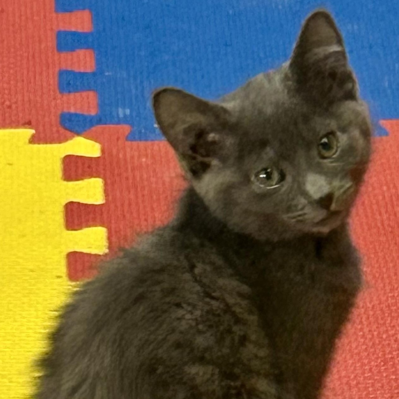 Enlarge Cash, a Adoptable Domestic Short Hair in Tillamook, OR image 1/5