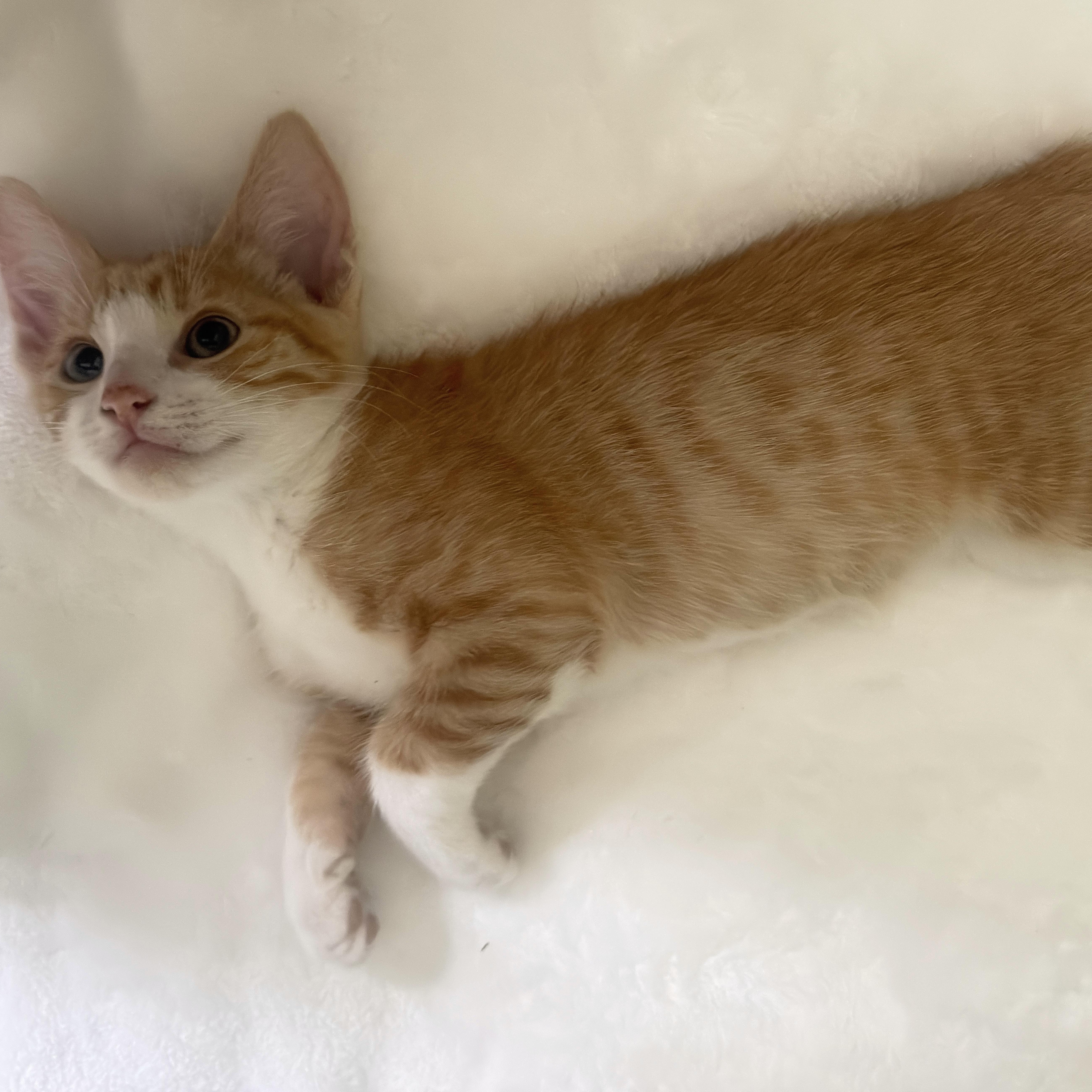Enlarge Quark, a ADOPTABLE mixed breed in Woodinville, WA image 2/3