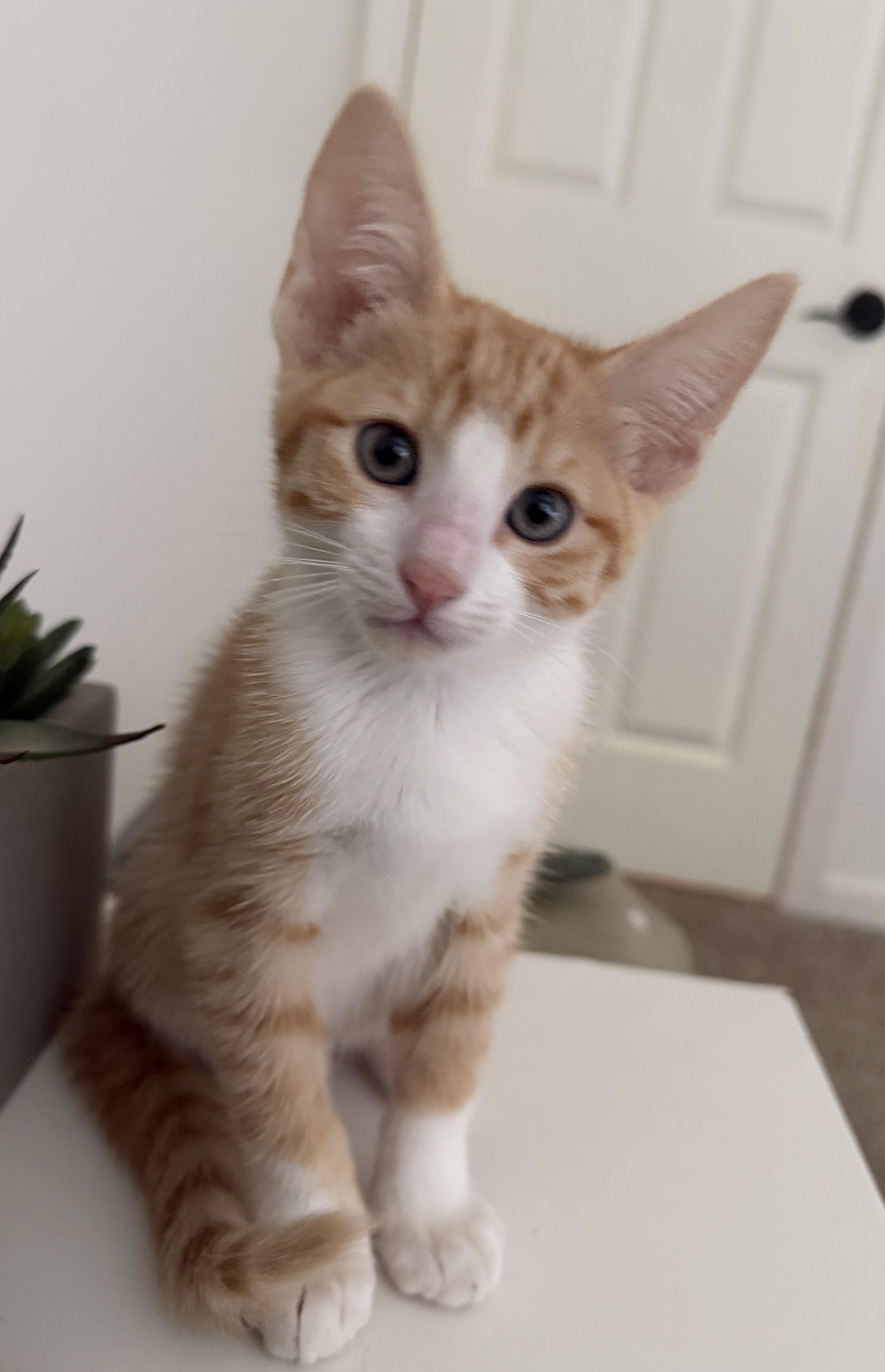 Quark, ADOPTABLE, Kitten Male Tabby.