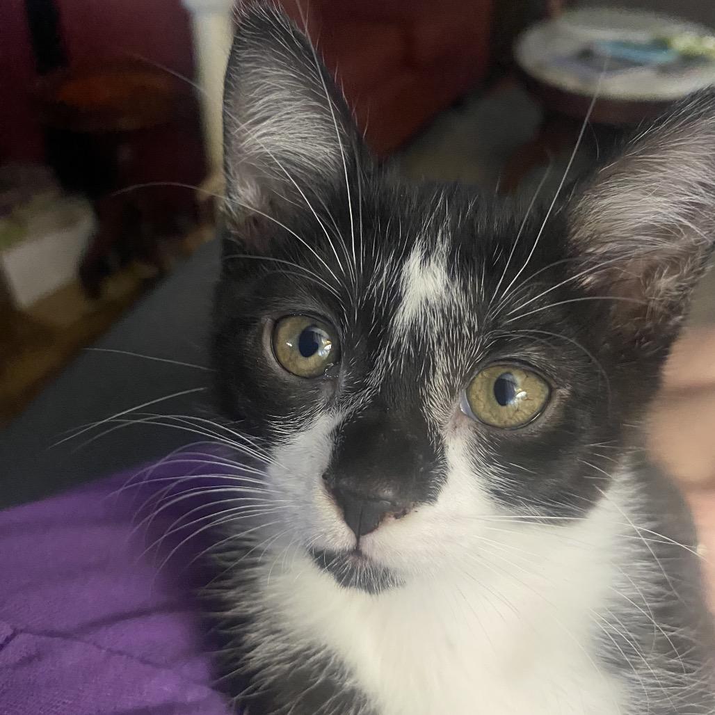 CHUNKY, Adoptable, Kitten Female Domestic Short Hair.