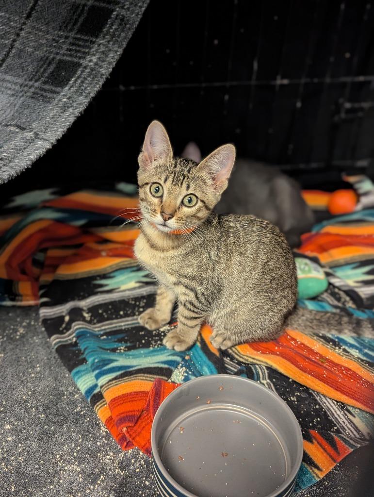 August, Adoptable, Kitten Female Domestic Short Hair.