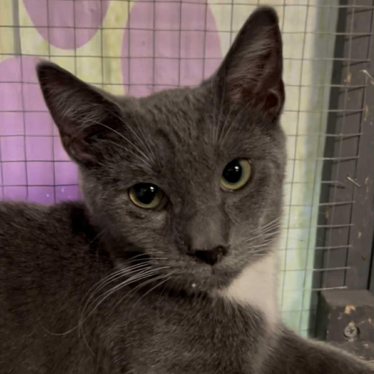 Enlarge Cole, a Adoptable mixed breed in Antioch, CA image 2/2