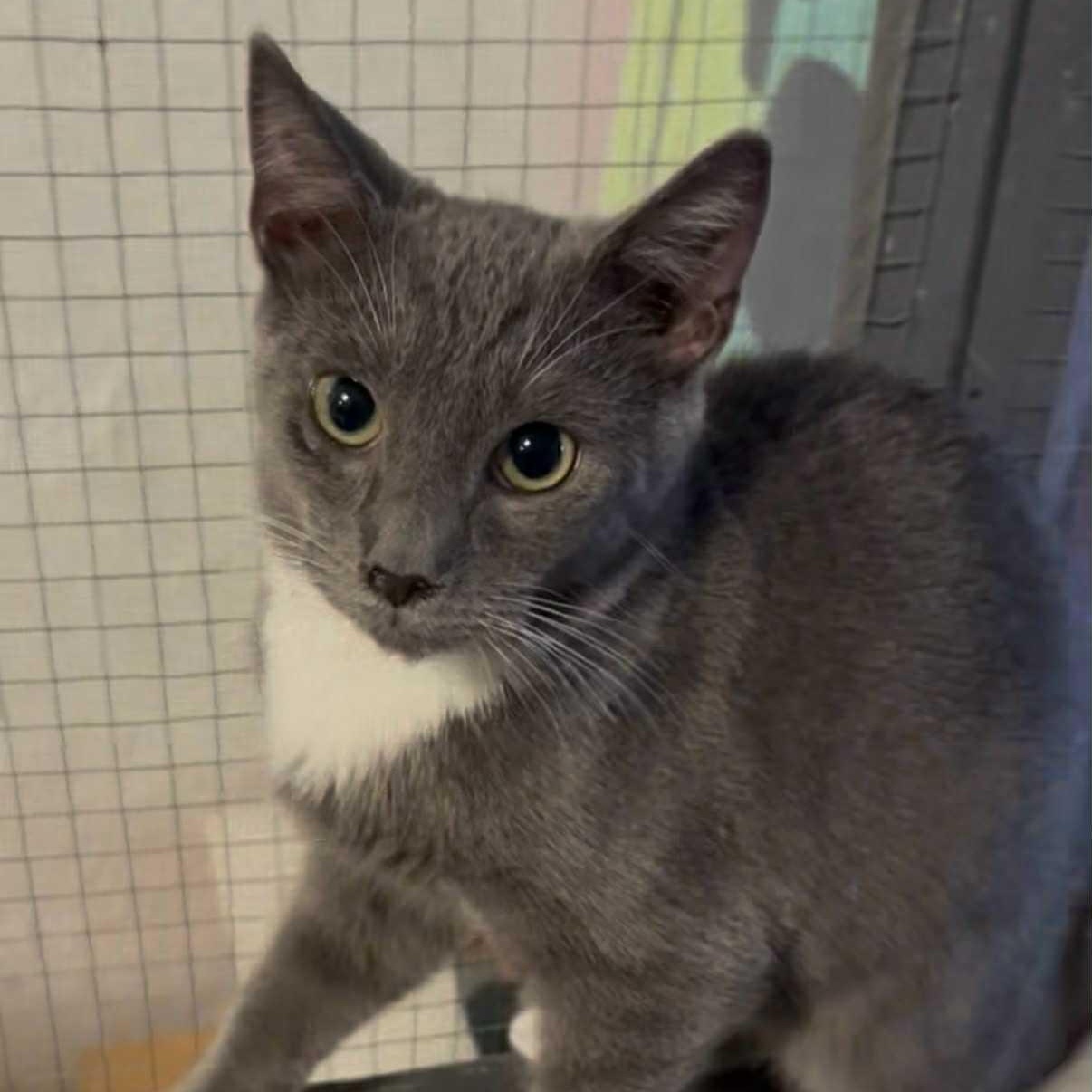 Enlarge Cole, a Adoptable mixed breed in Antioch, CA image 1/2