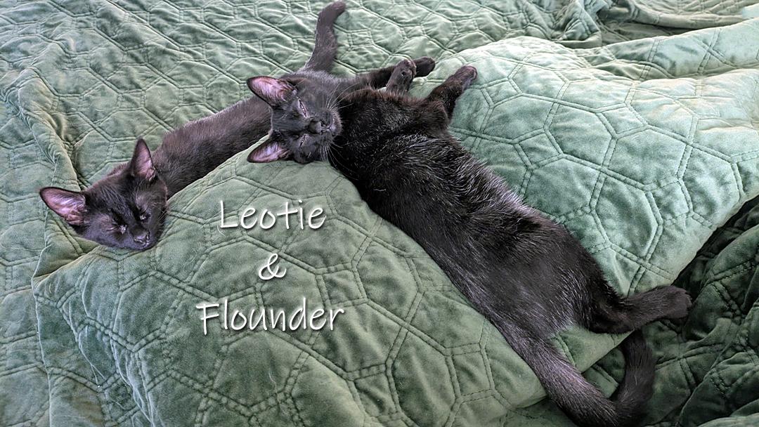 Leotie and Flounder, Adoptable, Young Male Domestic Short Hair.