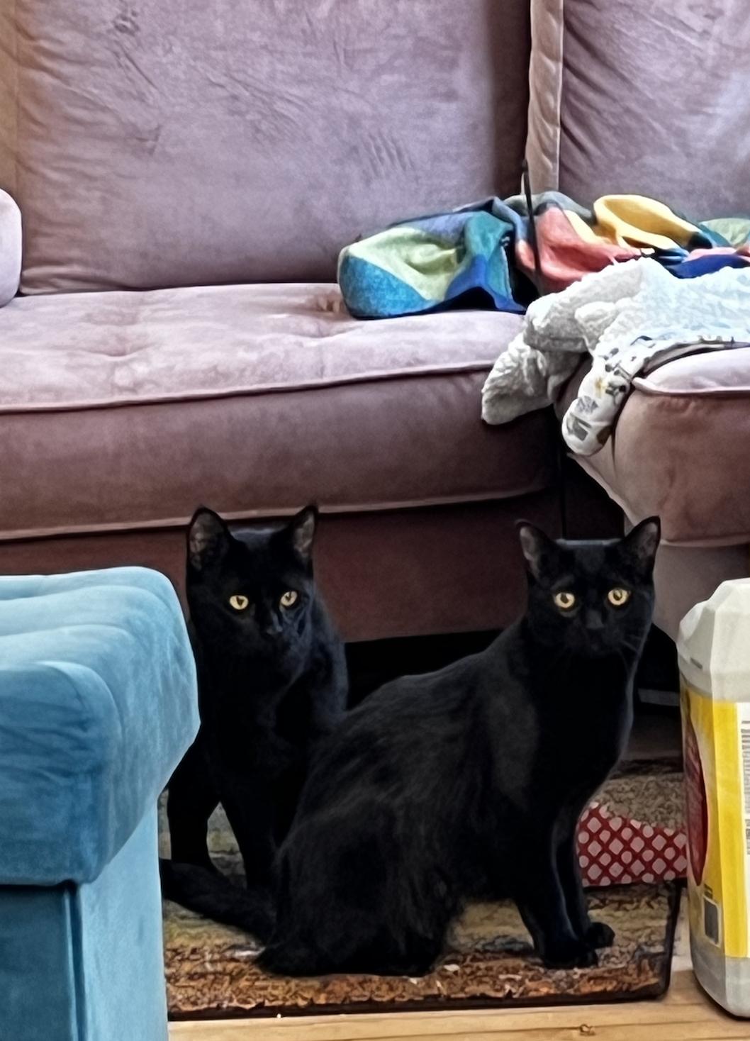 Enlarge Leotie and Flounder, a Adoptable Domestic Short Hair in Chicago, IL image 3/4